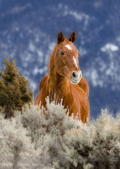 Winter sage horse, Arroyo Seco, NM