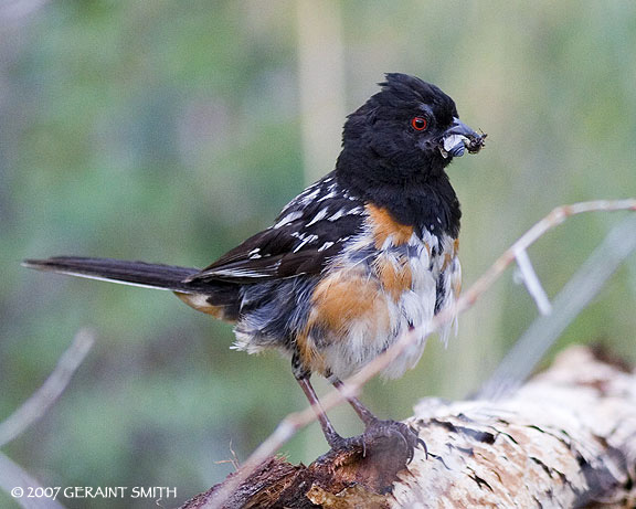 Spotted Towhee in the Great Sand Dunes National Park and Preserve