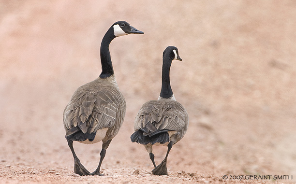 Out for a stroll. Canada geese on the road in Abiquiu, New Mexico