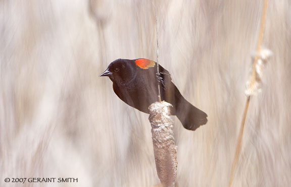 Red Wing Blackbird in the cat tails in Baca Park, Taos
