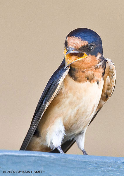 A Barn Swallow at the Taos Country Club Golf Course