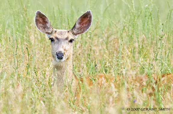 Mule deer in the tall grass on a photo shoot in La Veta, Colorado