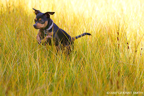 Our chihuahua "Barkley" (shoulda called him "Quietly)chasing critters across the meadow in the September 17th photo!