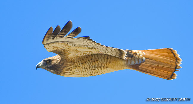 Red Tailed Hawk in Taos Canyon