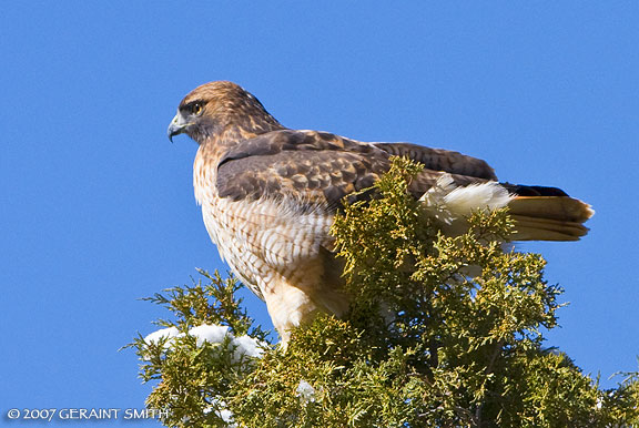 Red Tailed Hawk in Taos Canyon