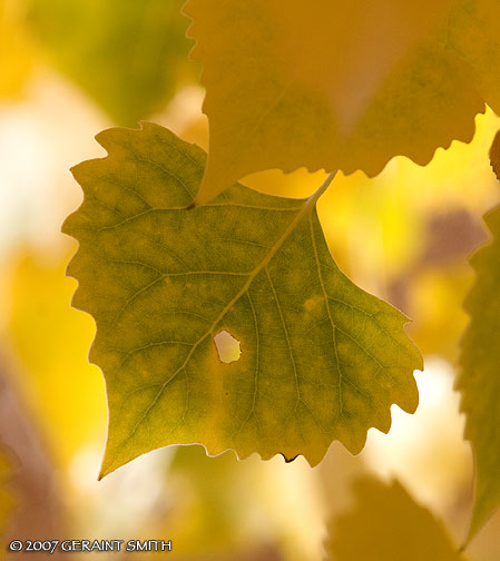 Cottonwood leaves, an extended fall in New Mexico