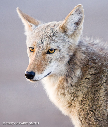 'Coyote Eyes'
