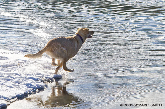 dog plunge in the rio grande 