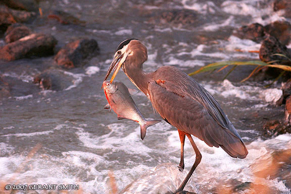 Blue Heron fishing at the Bosque del ApacheApparently this bird's name is "Hammer Hank" (told me by a ranger) he stands there and nails these fish! I watched him toss the fish back in to the irrigation channel ... a true sport fisherman