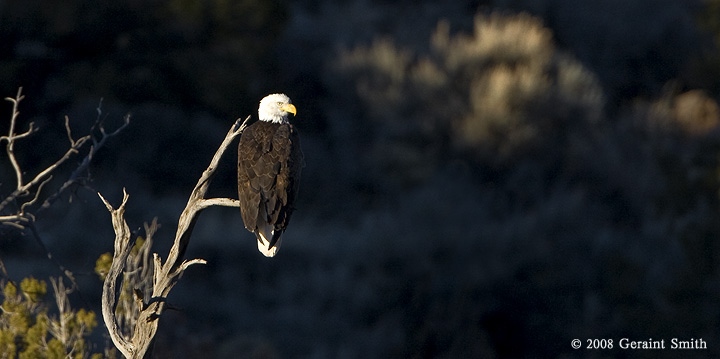 One of a pair of Bald Eagles in residence along the Rio Grande in Pilar, NM