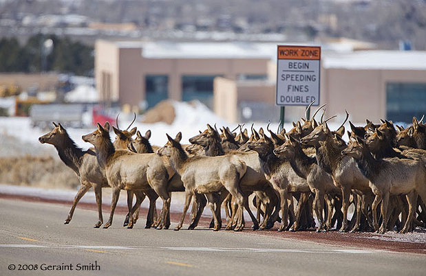 More elk in Taos ... crossing the highway ... observing posted signs and, almost nailing, utilizing the cross walk in front of my childrens' school.
