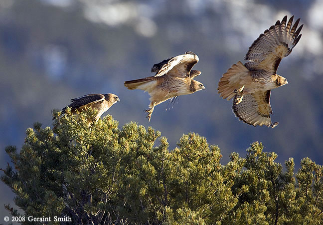 Red Tailed Hawk lift off near the Rio Grande Gorge Overlook
