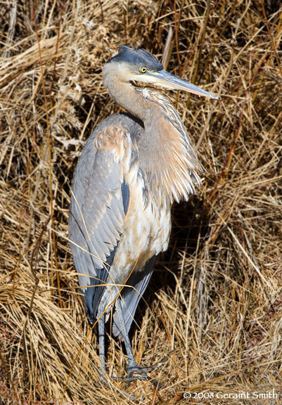 Great Blue Heron wintering along the Rio Grande