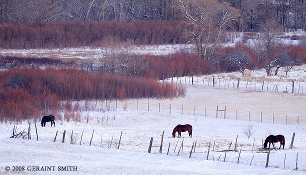 Horses and willows in the Ranchos valley