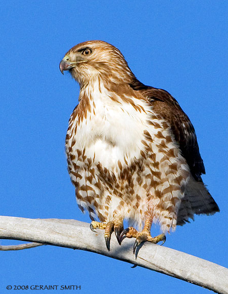 Red Tailed Hawk ...on a bright January day in Taos, NM