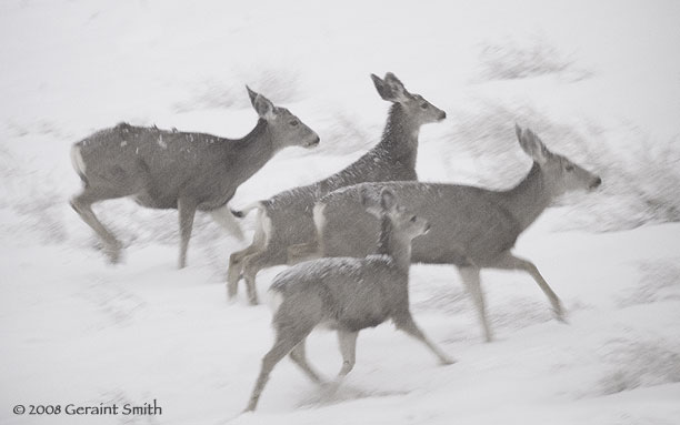 Mule deer in last week's snow fall alongside the highway south of Taos