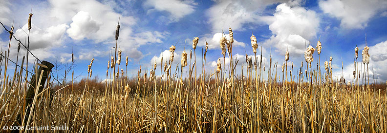 Cat-tails and clouds yesterday in the Baca Park wetlands, Taos NM
