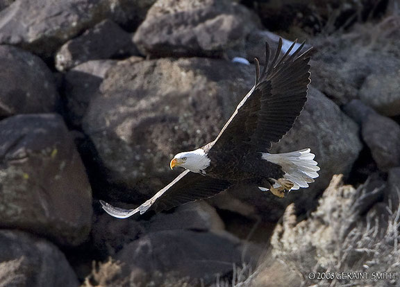 Bald eagle in the Rio Grande Gorge