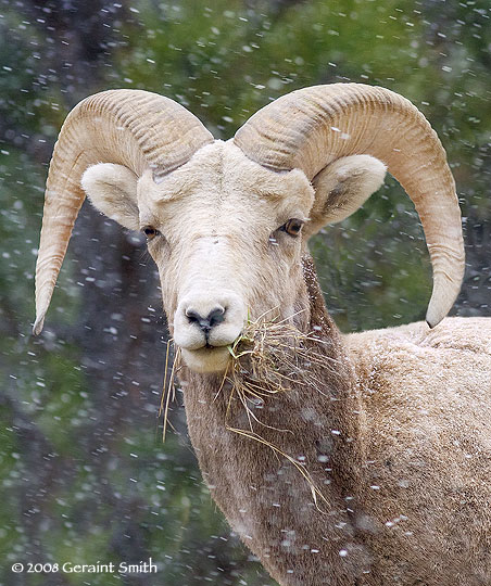 Bighorn Sheep in the snownear Red River, New Mexico