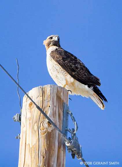 Red Tailed Hawk ... about his business in the Ranchos Valley