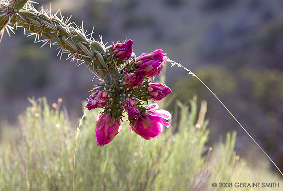 Cholla blooms on the trail in Taos Canyon