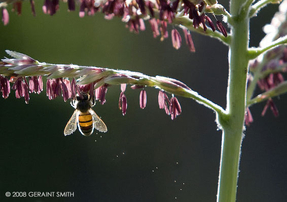 A bee in the corn pollen Taos, NM