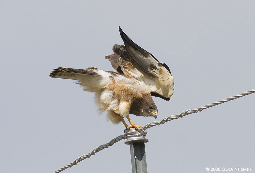 Adult male Swainson's Hawk near La Jara, Colorado