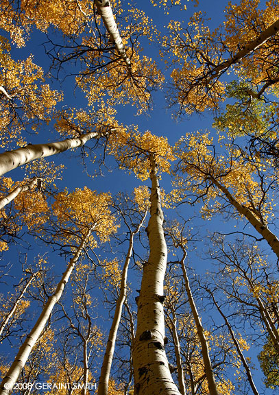 Fall aspens on the south boundary trailthrough Garcia Park, New Mexico