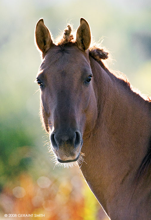 Horse hair in Ranchos de Taos