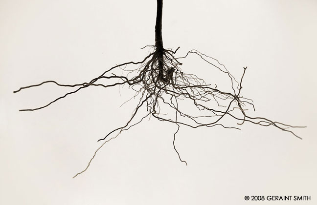 Sunflower root