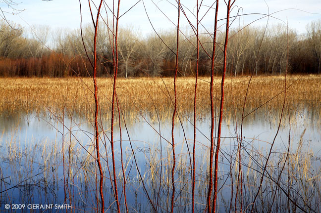 A scene along the marshes in the Bosque del Apache NWR, Socorro, NM