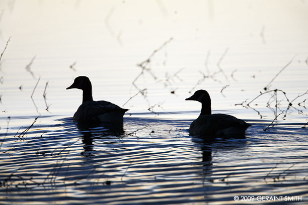 Canada geese morning