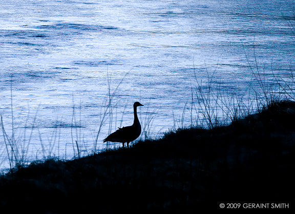 Canadian Goose on the banks of the Rio Grande, NM