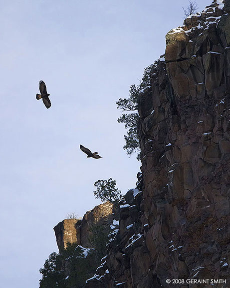 Golden eagles on the Rio Grande Gorge Rim