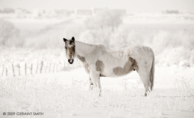 One horse in the Ranchos valley and a whole lot of snow