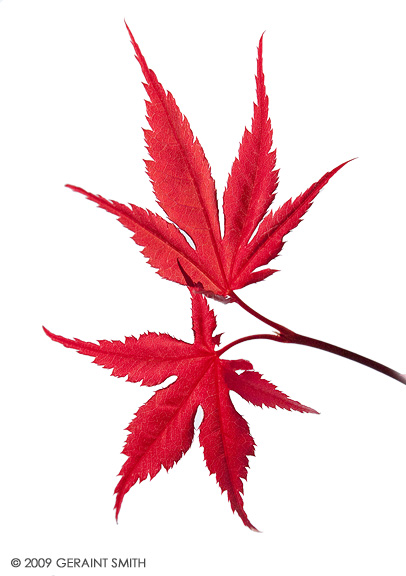 New maple leaves