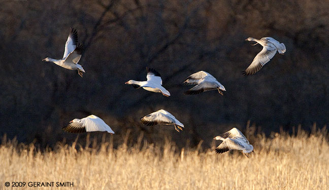 With the snow geese in the Bosque del Apache NWR
