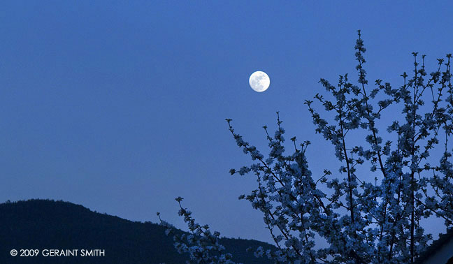 Full moon blossoms this week in Taos