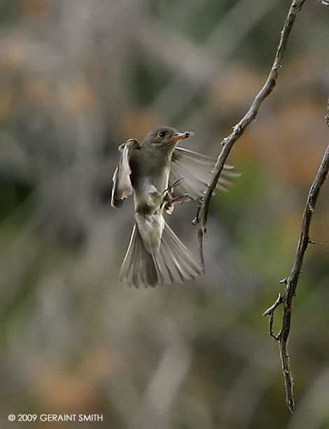 Flycatcher at the river