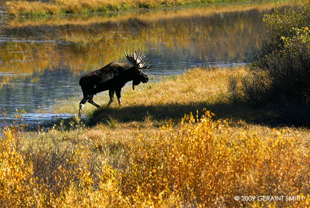 A Yellowstone Moose!