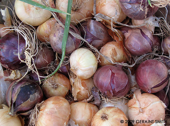 Onions at the Taos Farmers Market