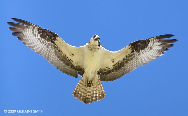 Osprey, one of a nesting pair in Chama, New Mexico 