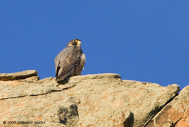 One of a breeding pair of Perigrine Falcons, Abiquiu