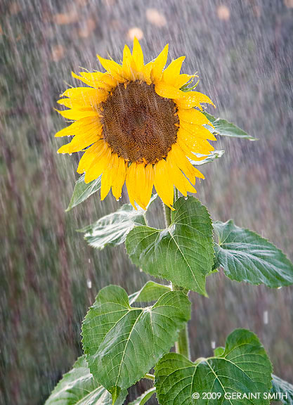 A sunflower in September rain 