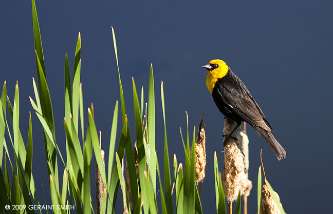  Yellow headed blackbird