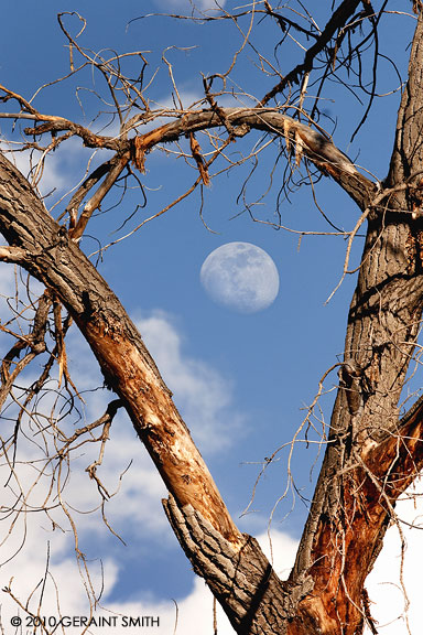 The moon through the old cottonwood