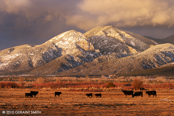 Mountains, cattle and willow, El Prado, NM