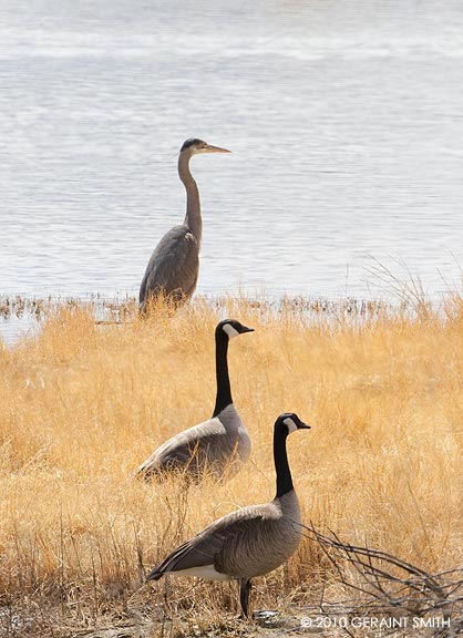 Great Blue Heraon and Canadian Geese