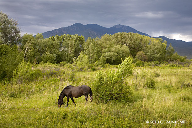 Horse, a meadow and a mountain