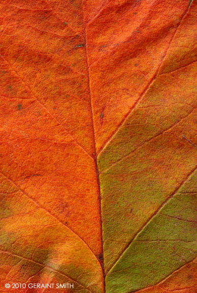 Apple leaf